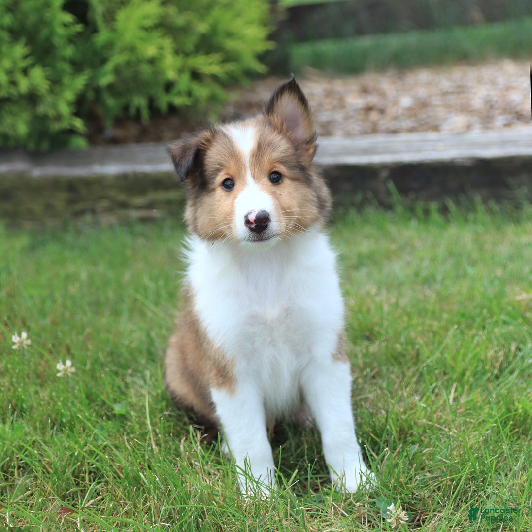 Shetland Sheepdog dogs for sale: Ritsy - Image 1