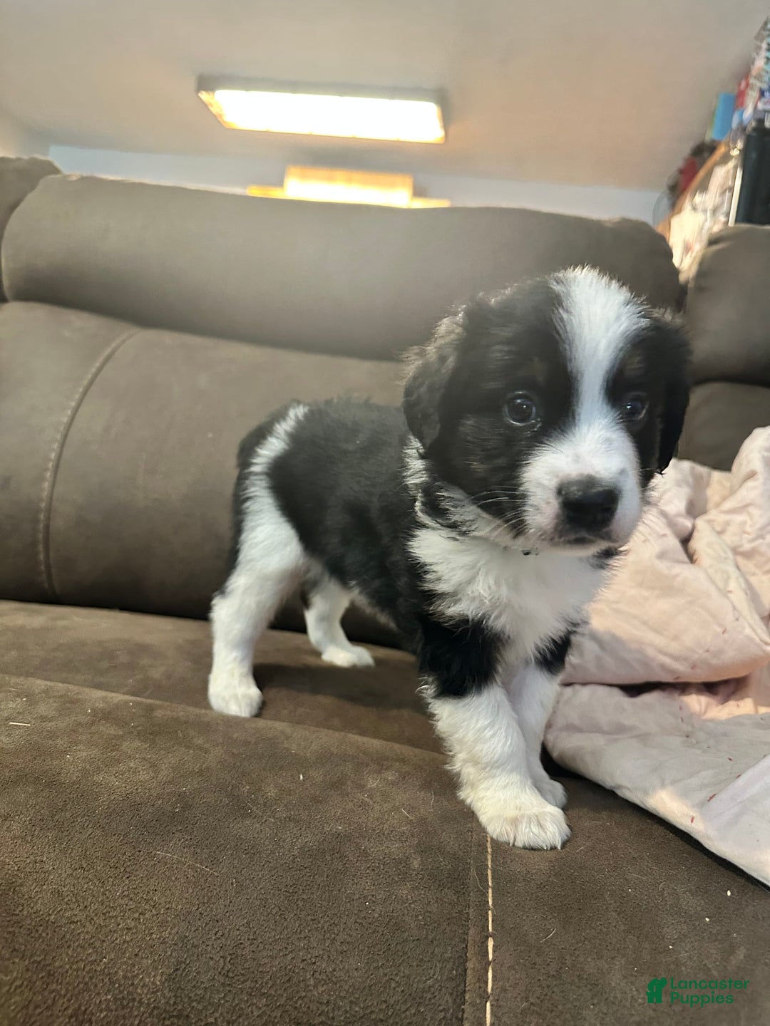 Miniature Australian Shepherd dogs for sale: Black Tri Male 3 - Image 1