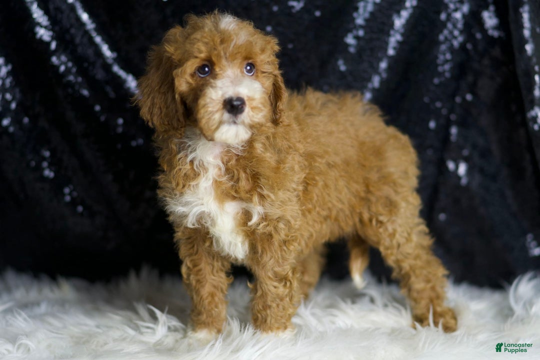 Mini Goldendoodle dogs for sale: Amber - Image 4