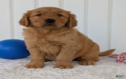 Golden Retriever dogs for sale: Daisy - Image 10