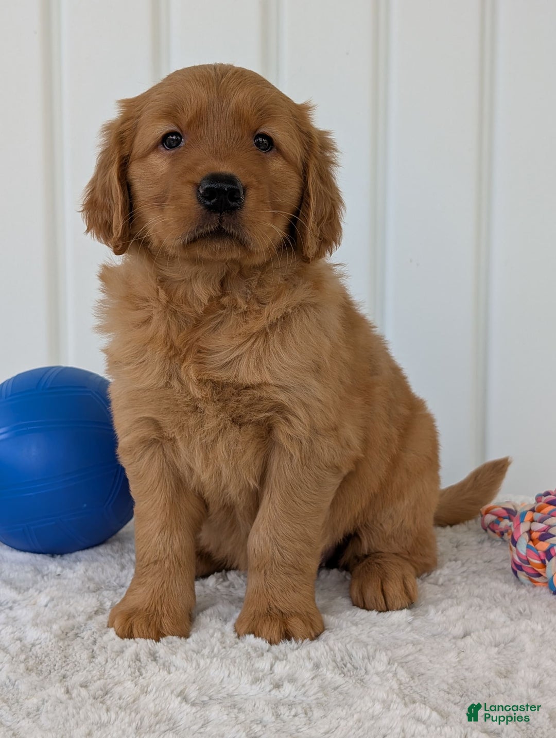 Golden Retriever dogs for sale: Daisy - Image 10