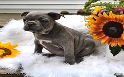 Frenchton dogs for sale: Rocky - Image 12