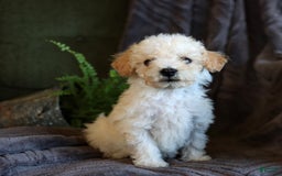 Bichpoo dogs for sale: Cupcake - Image 3