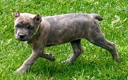 Cane Corso dogs for sale: Becca - Image 9