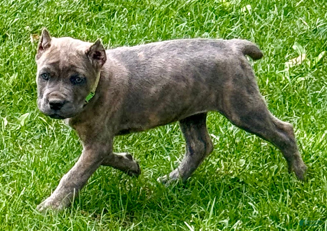 Cane Corso dogs for sale: Becca - Image 9