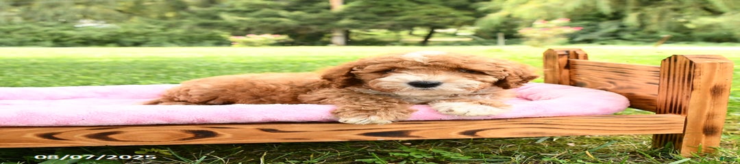 Ace