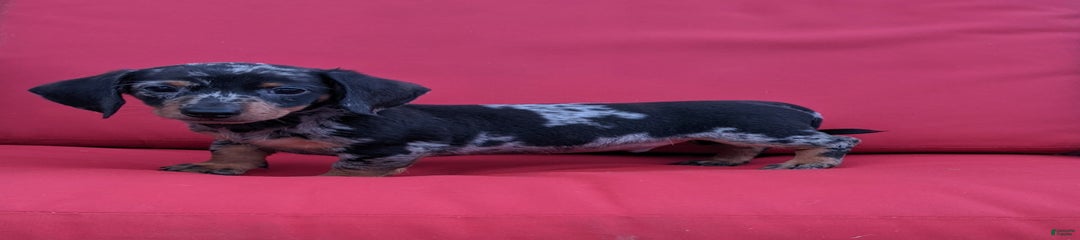 Frankie