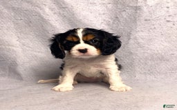 Cavalier King Charles Spaniel dogs for sale: Bear - Image 5