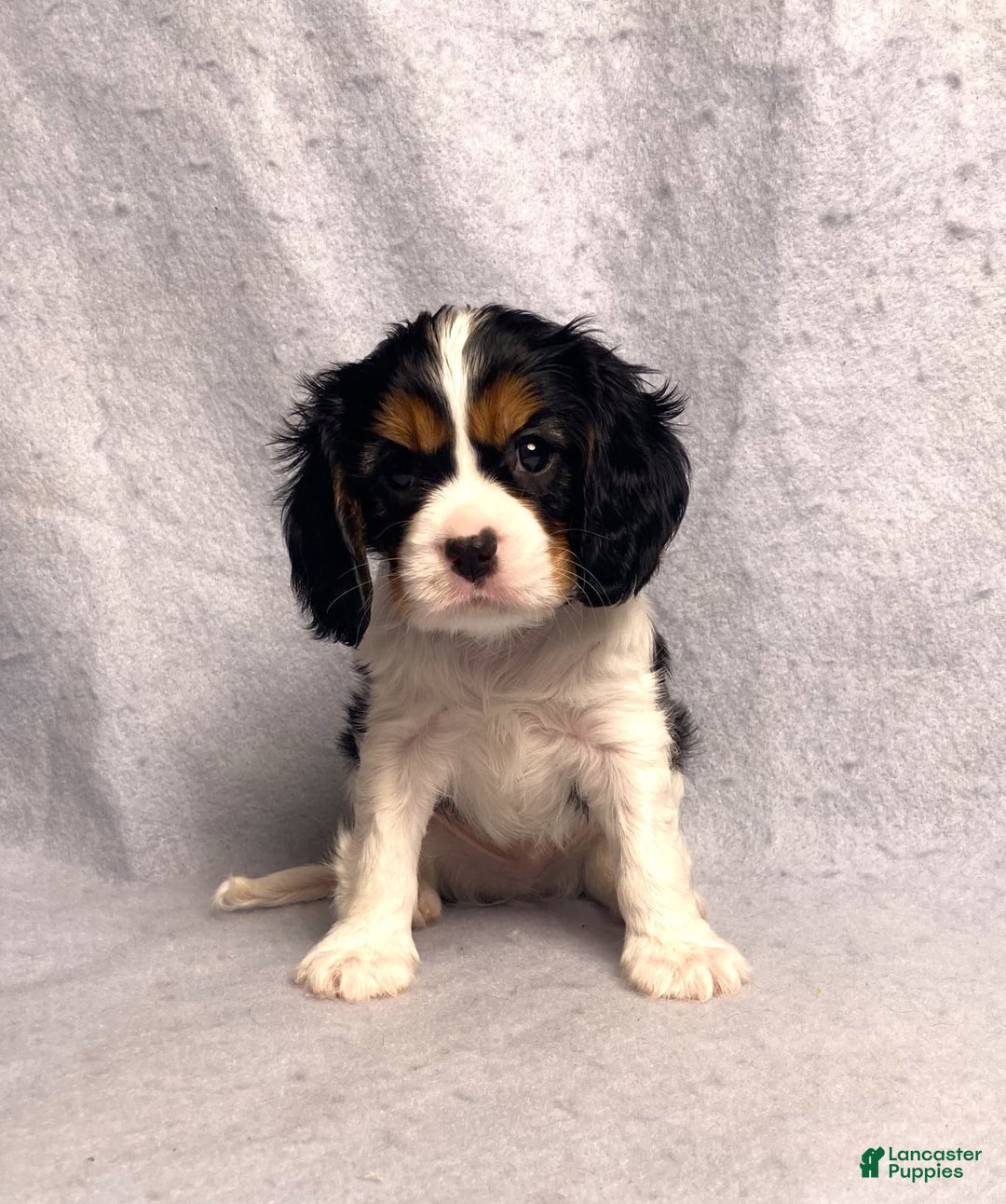 Cavalier King Charles Spaniel dogs for sale: Bear - Image 5