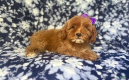 Cockapoo dogs for sale: Sky - Image 8