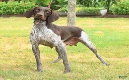 German Shorthaired Pointer dogs for sale: Ophelia - Image 4