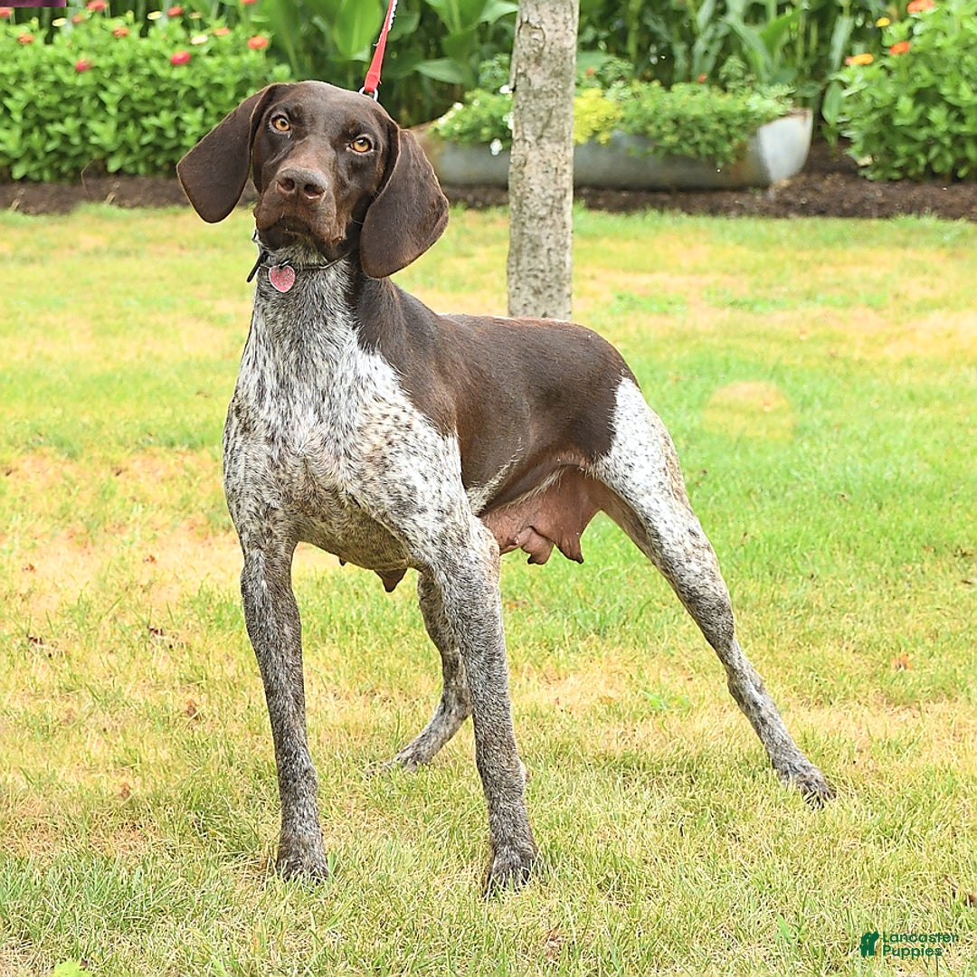 German Shorthaired Pointer dogs for sale: Ophelia - Image 4