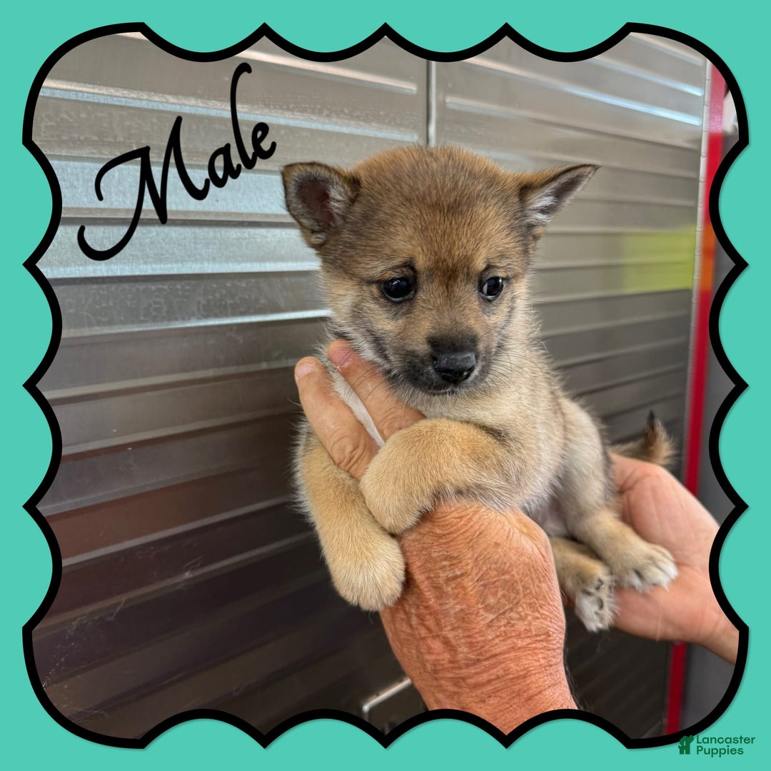 Alaskan Klee Kai dogs for sale: Falcon - Image 2