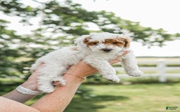 Mini Goldendoodle dogs for sale: Red Collar - Image 2