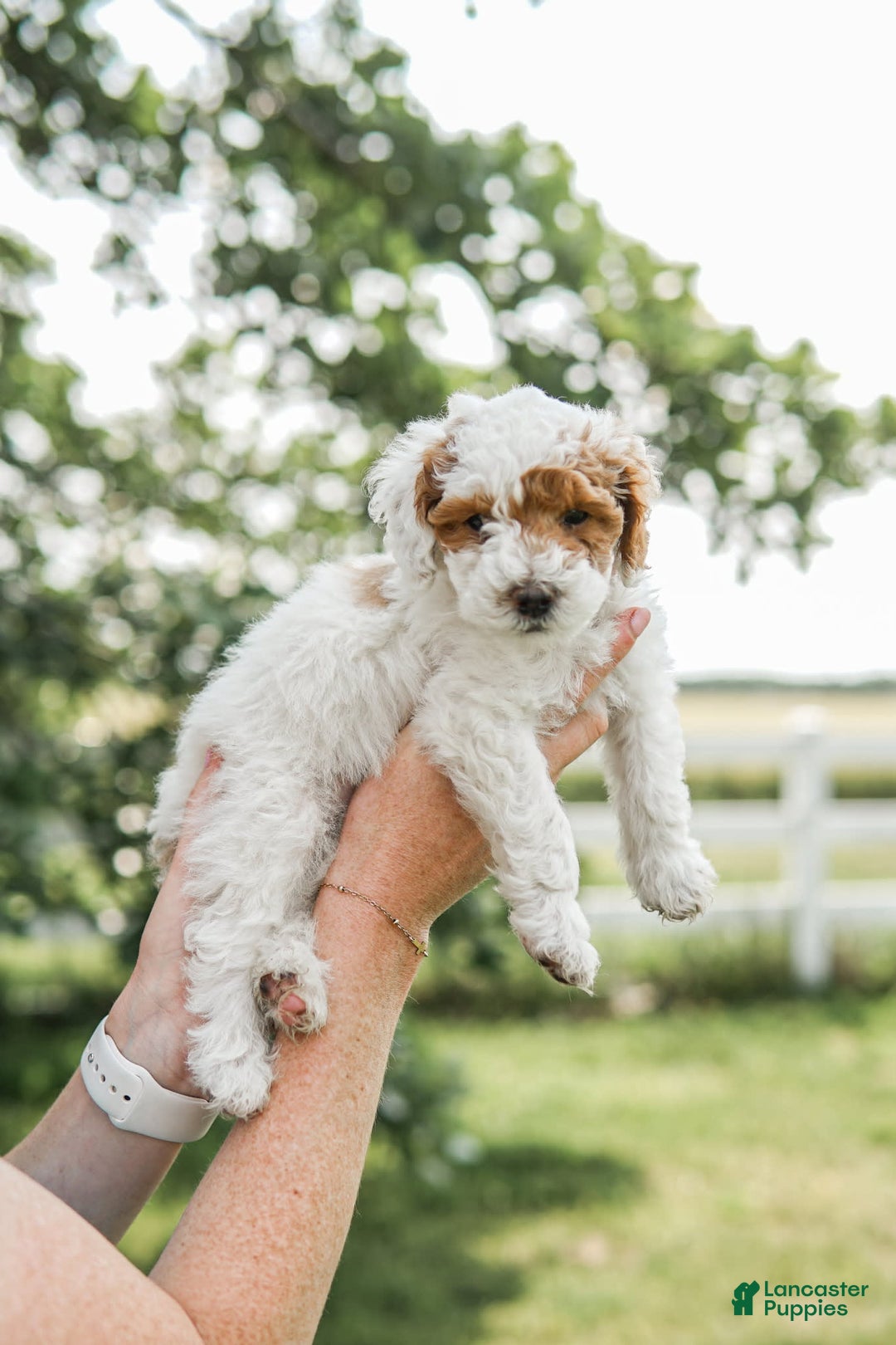 Mini Goldendoodle dogs for sale: Red Collar - Image 2
