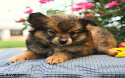 Smooth Fox Terrier dogs for sale: Oscar - Image 2