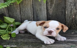 Beabull dogs for sale: Beabull 8 puppies - Image 18