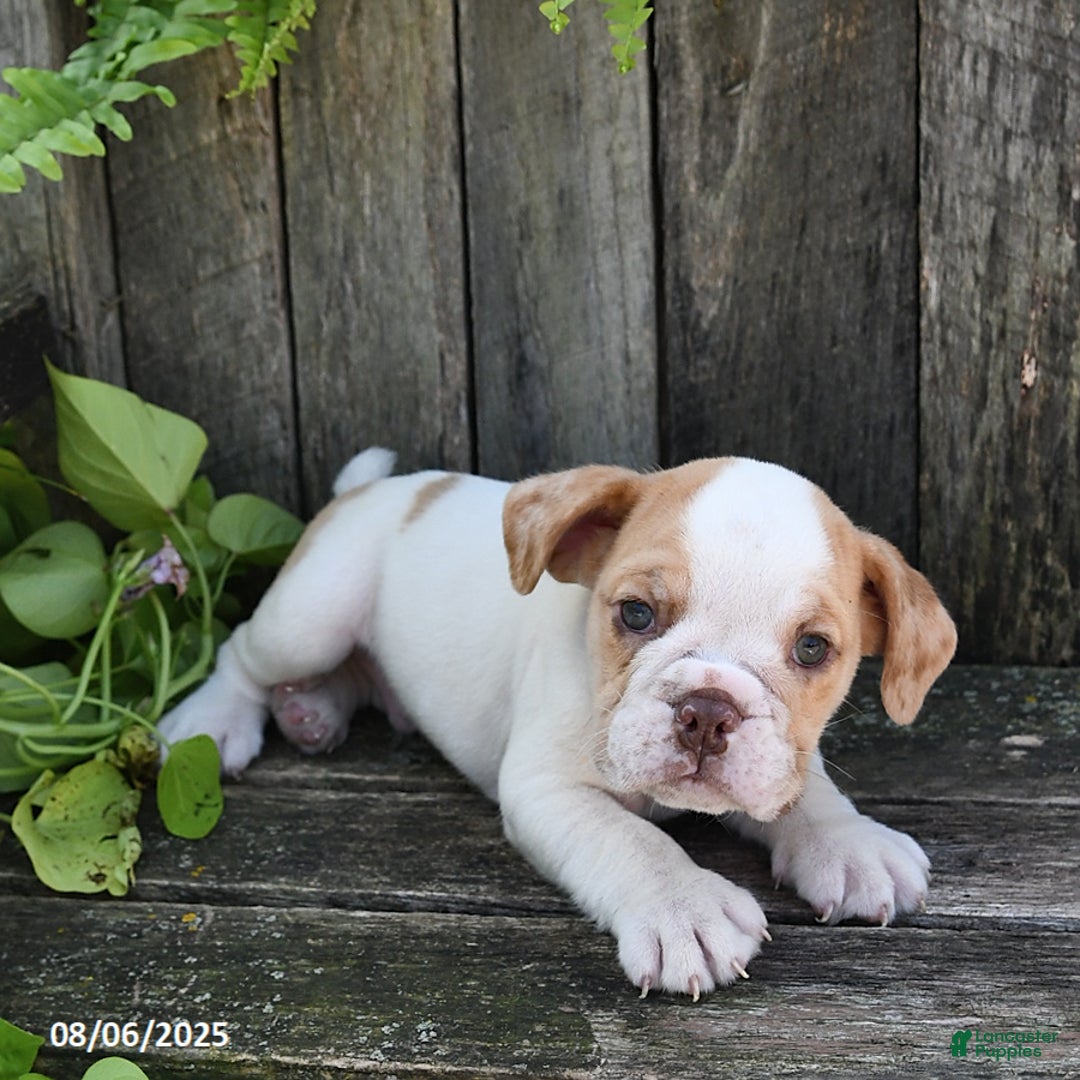 Beabull dogs for sale: Beabull 8 puppies - Image 18