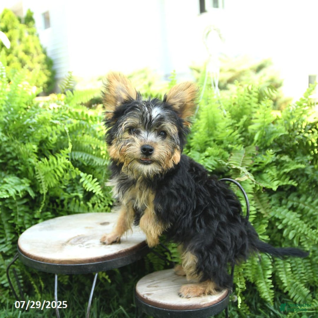 Yorkiepoo dogs for sale: Mickey - Image 7