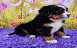 Bernese Mountain Dog dogs for sale: Glory - Image 4