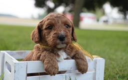 Mini Goldendoodle dogs for sale: Thunder - Image 14
