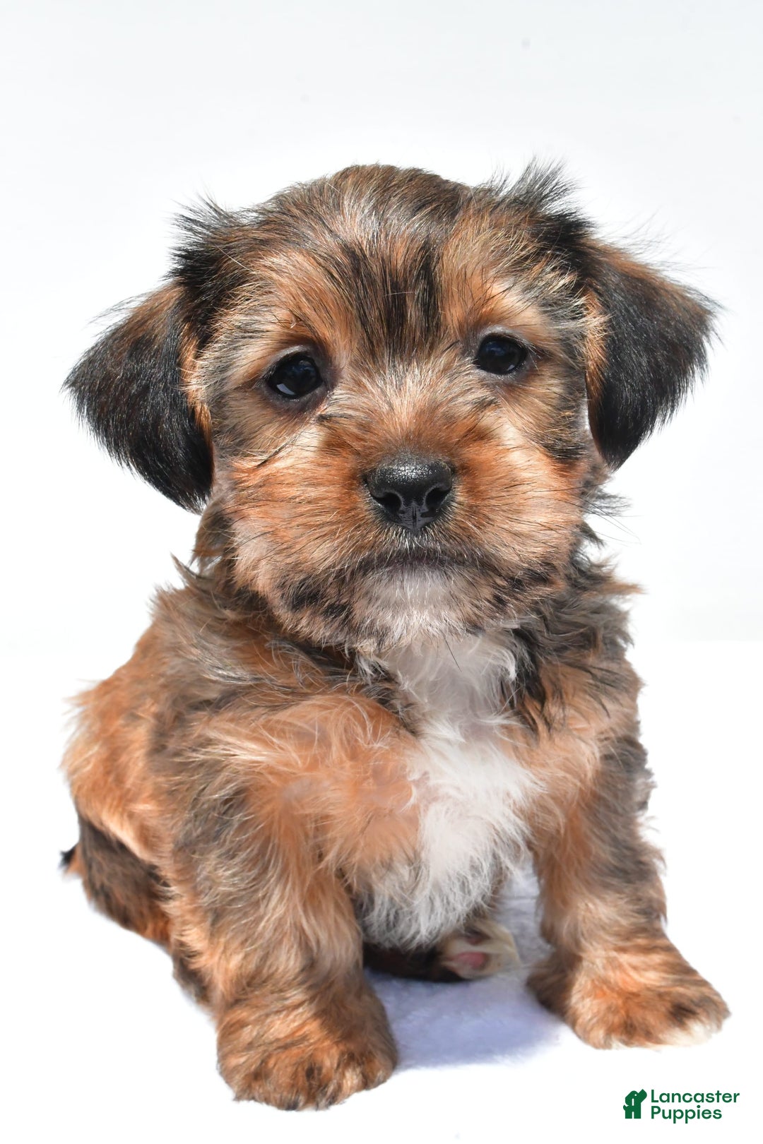 Morkie dogs for sale: Clifford - Image 6