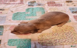 Miniature Dachshund dogs for sale: Chase - Image 13