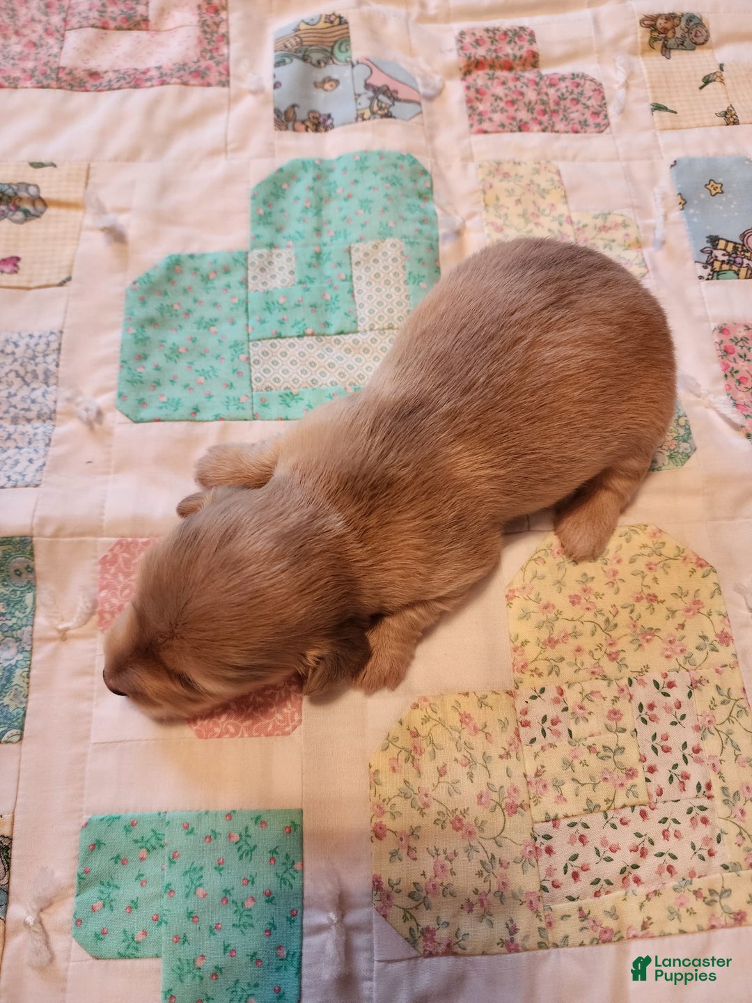 Miniature Dachshund dogs for sale: Chase - Image 13