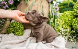 French Bulldog dogs for sale: Opal - Image 5