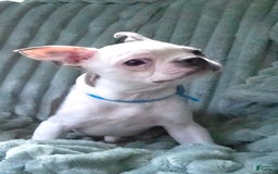 Boston Terrier dogs for sale: Nolan - Image 24