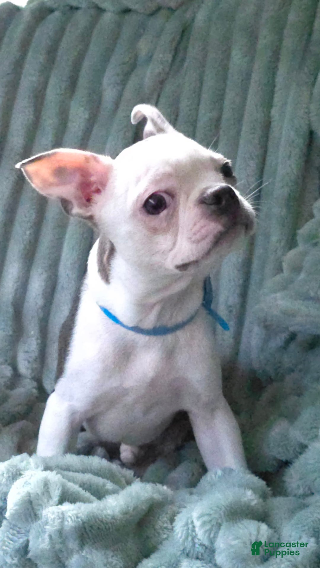 Boston Terrier dogs for sale: Nolan - Image 24
