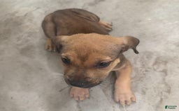South African Boerboels dogs for sale: Nova - Image 9