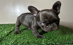 French Bulldog dogs for sale: Max - Image 3