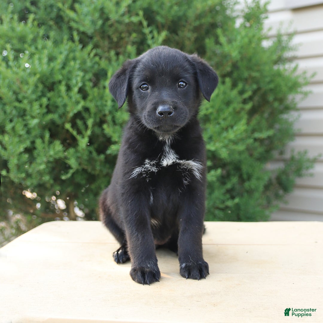 Labrador Retriever dogs for sale: Labrador Retriever 8 puppies - Image 10