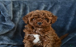 Mini Goldendoodle dogs for sale: Lacey - Image 13