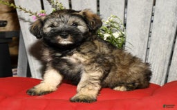 Miniature Schnauzer dogs for sale: Lilly - Image 8
