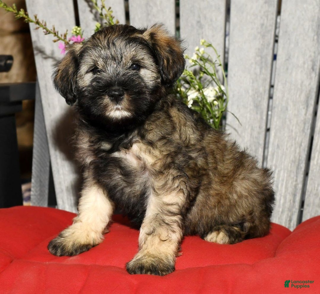 Miniature Schnauzer dogs for sale: Lilly - Image 8