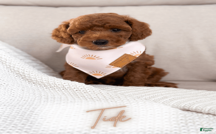 Mini Goldendoodle dogs for sale - Ad 3