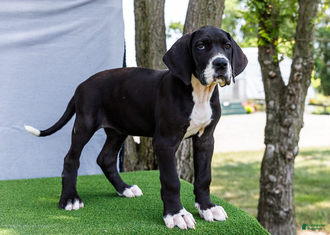 Great Dane dogs for sale: Kathy - Image 5