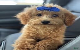 Mini Goldendoodle dogs for sale: Ami - Image 11