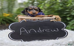 Miniature Dachshund dogs for sale: Andrew - Image 3