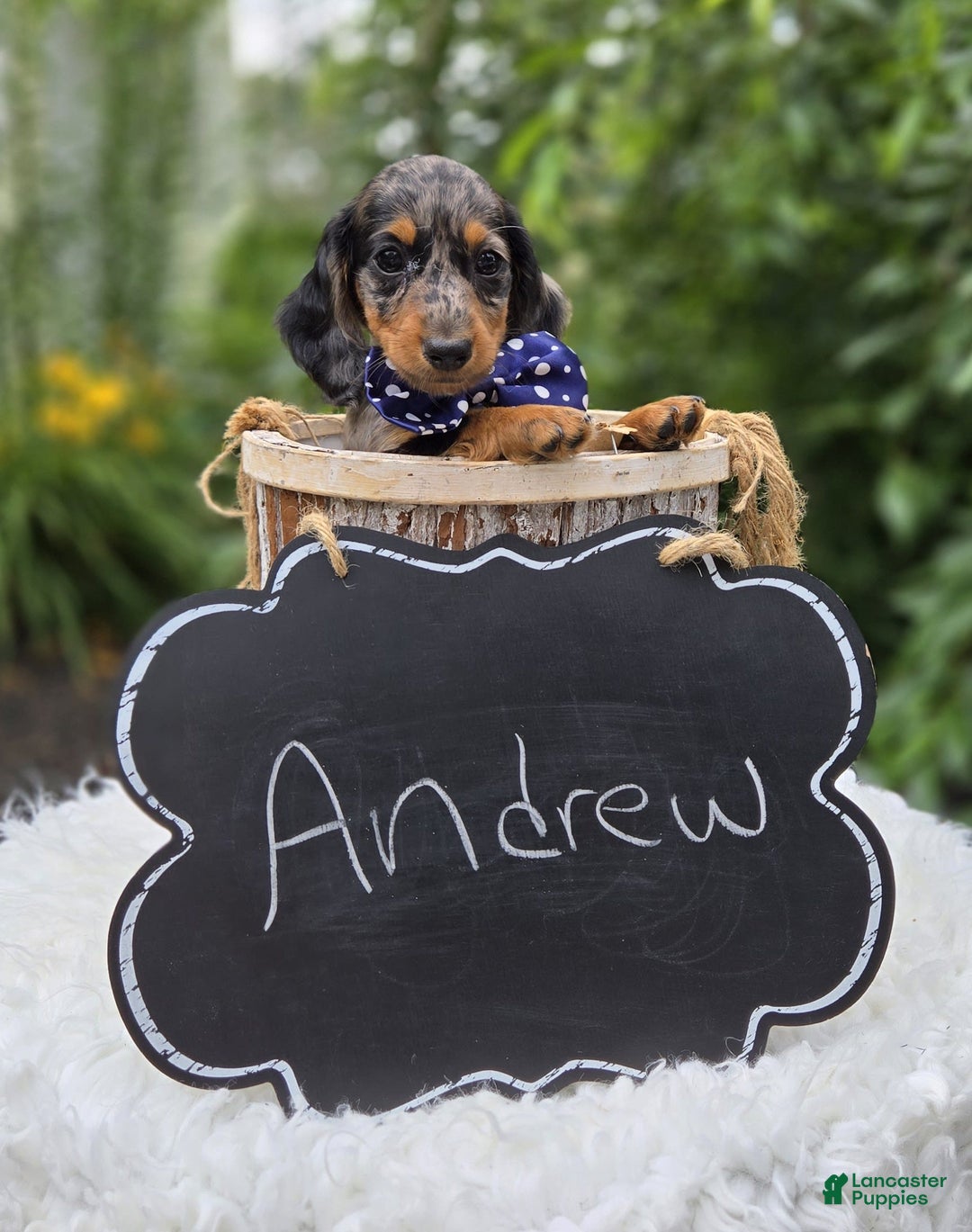 Miniature Dachshund dogs for sale: Andrew - Image 3