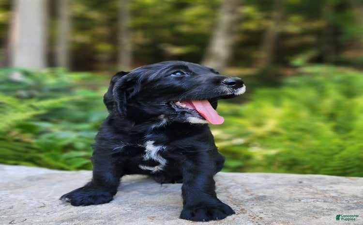 Labradoodle dogs for sale - Ad 4