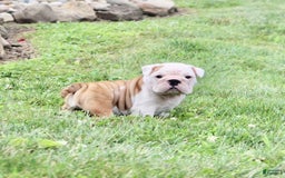 English Bulldog dogs for sale: Whitney - Image 18