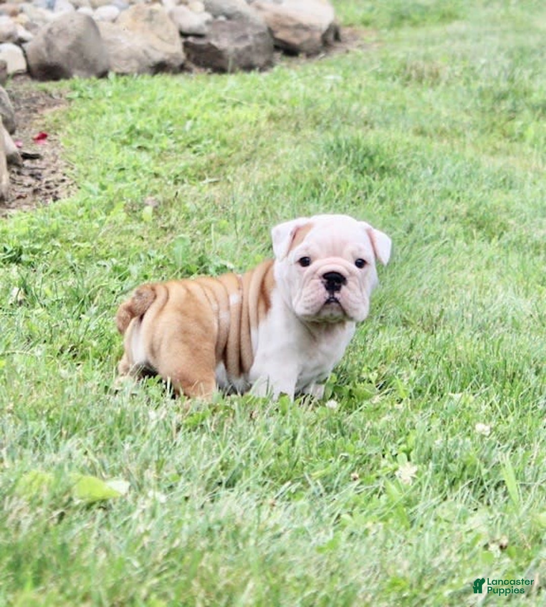English Bulldog dogs for sale: Whitney - Image 18