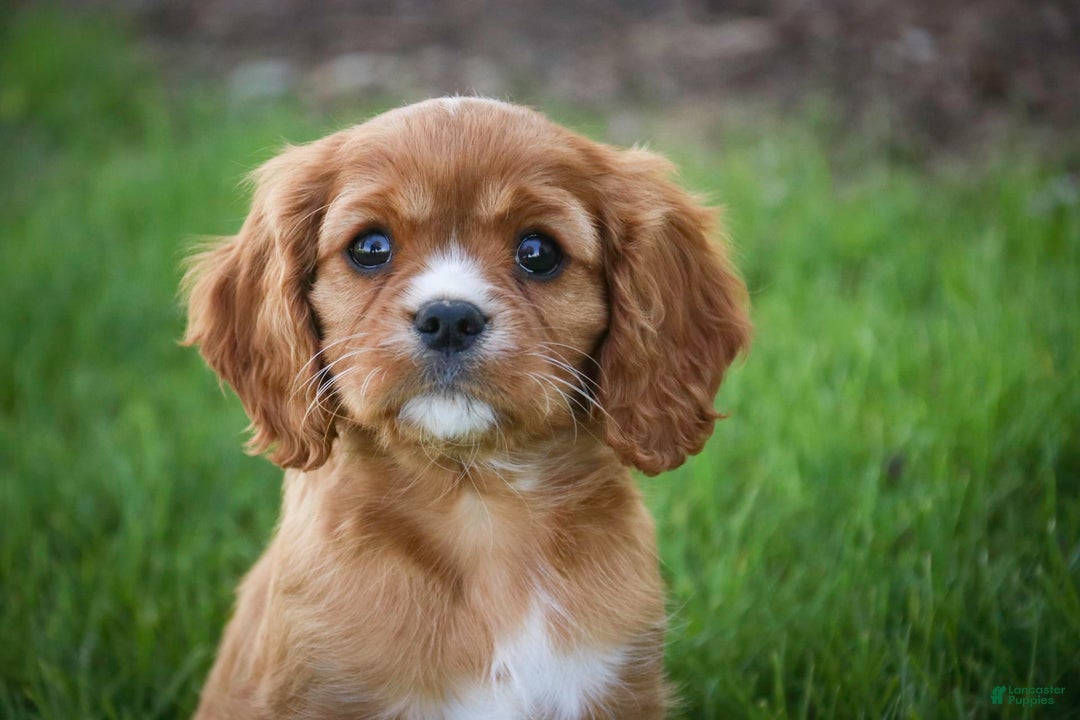 Cavalier King Charles Spaniel dogs for sale: Clifford - Image 9
