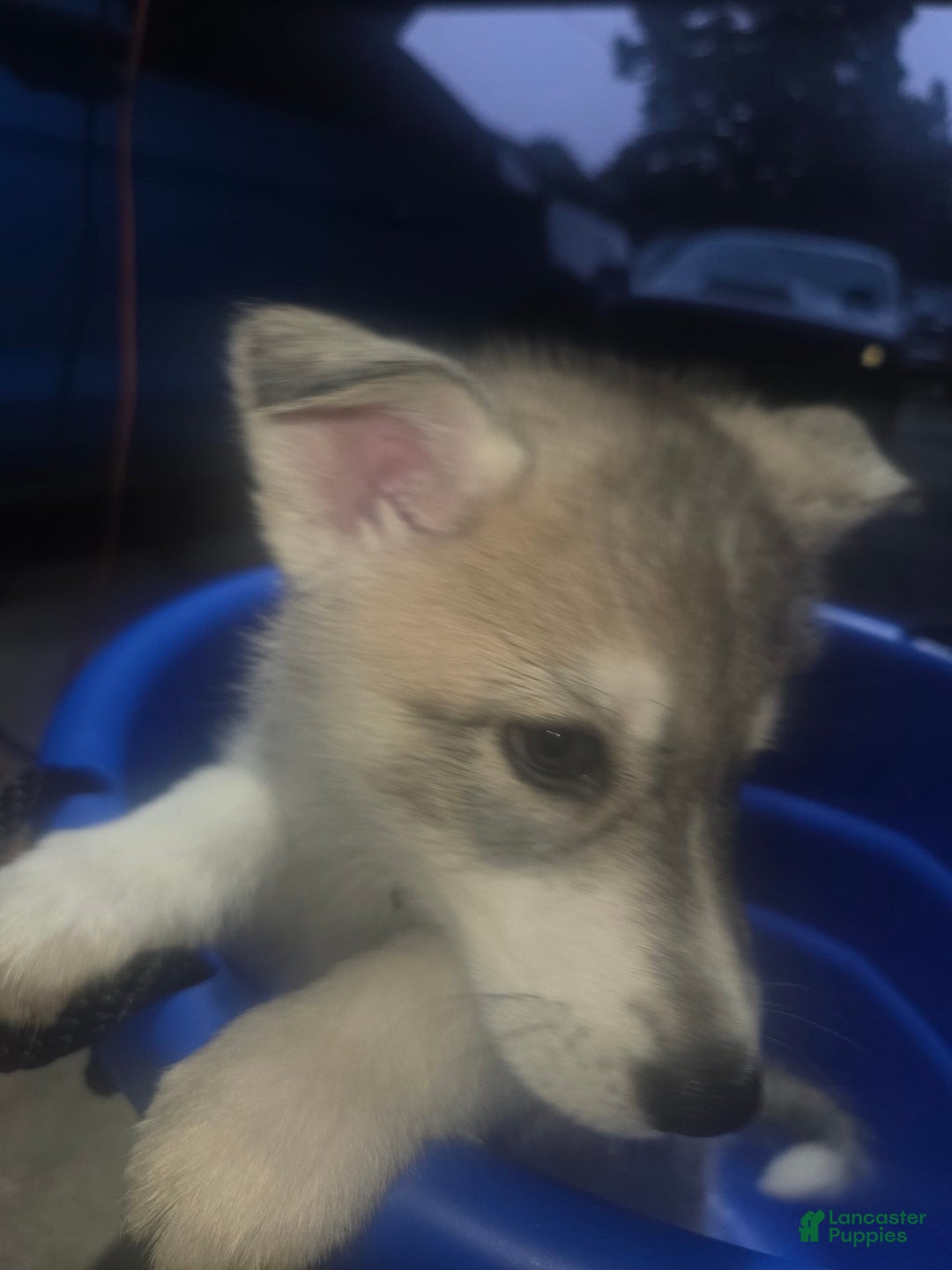 Gerberian Shepsky dogs for sale: Lucy - Image 1