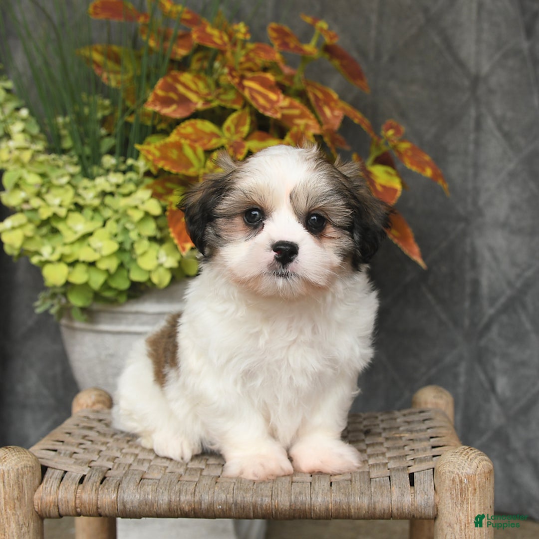 Malshi dogs for sale: Patrick - Image 2
