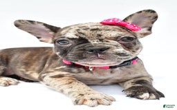 French Bulldog dogs for sale: Amber - Image 3