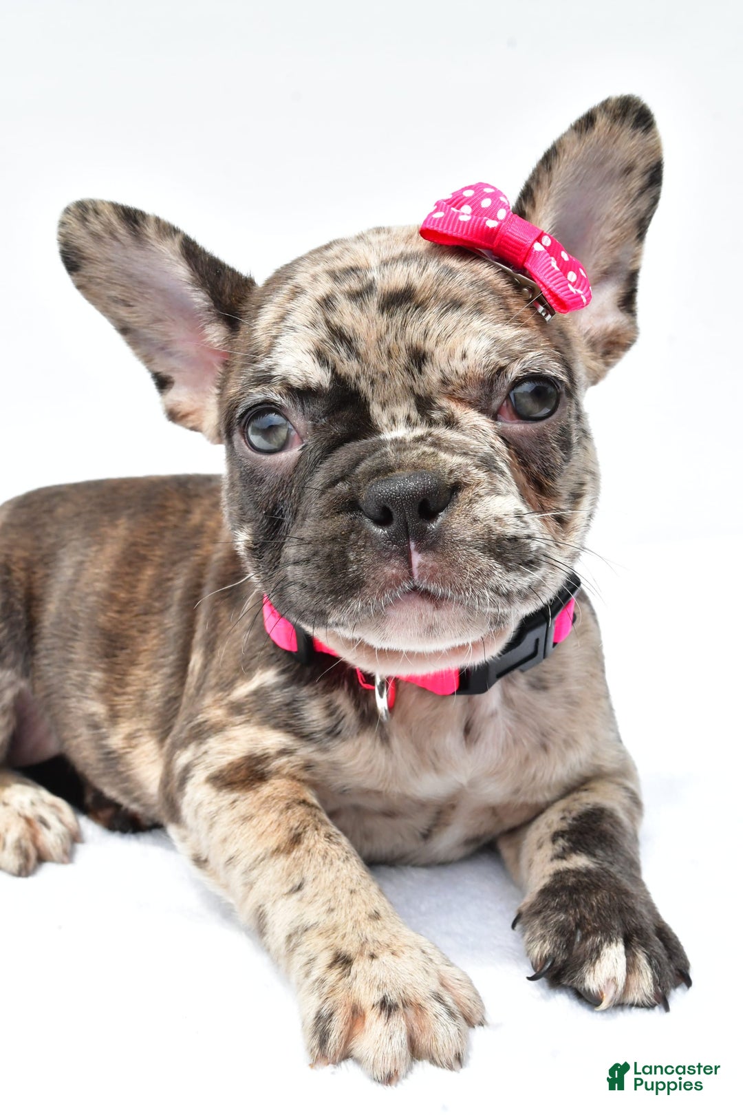French Bulldog dogs for sale: Amber - Image 3